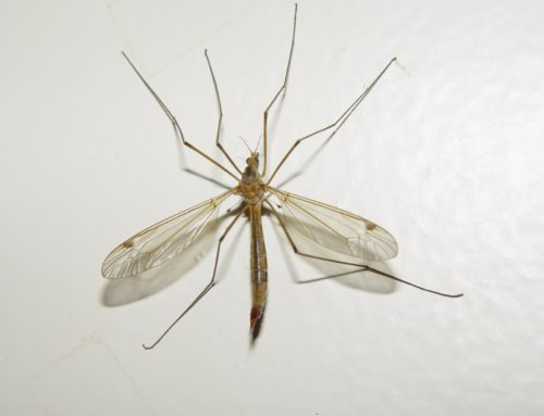 Malaria, is the end in sight?